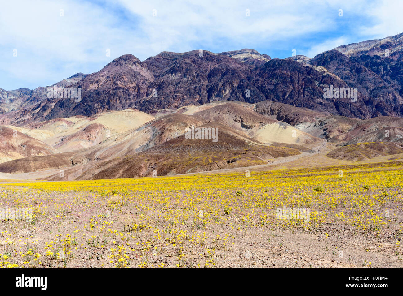 Bereich der Wildblumen, die zu braunen Hügeln unter blauem Himmel. Super Blüte Jahreszeit im Death Valley National Park. Stockfoto