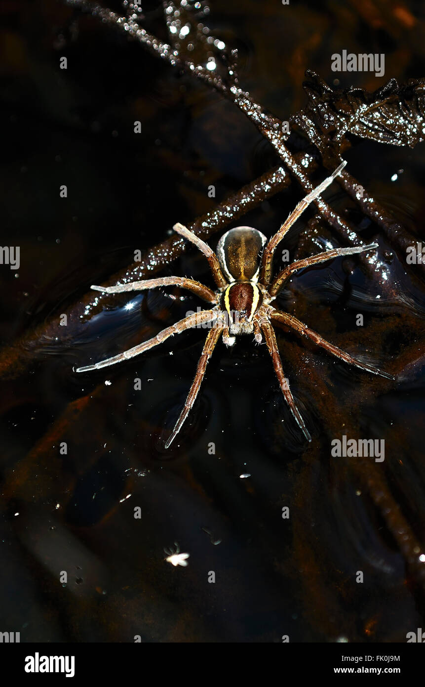 Erwachsene weibliche Floß oder Sumpf Spinne auf der Wasseroberfläche. Dorset, UK Juni 2014 Stockfoto