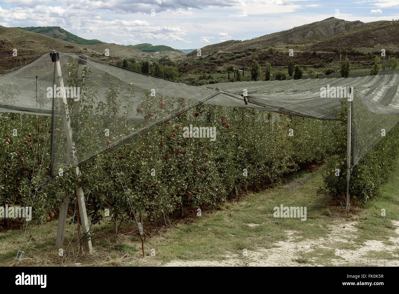 Apfelplantage unter Netzen Stockfoto