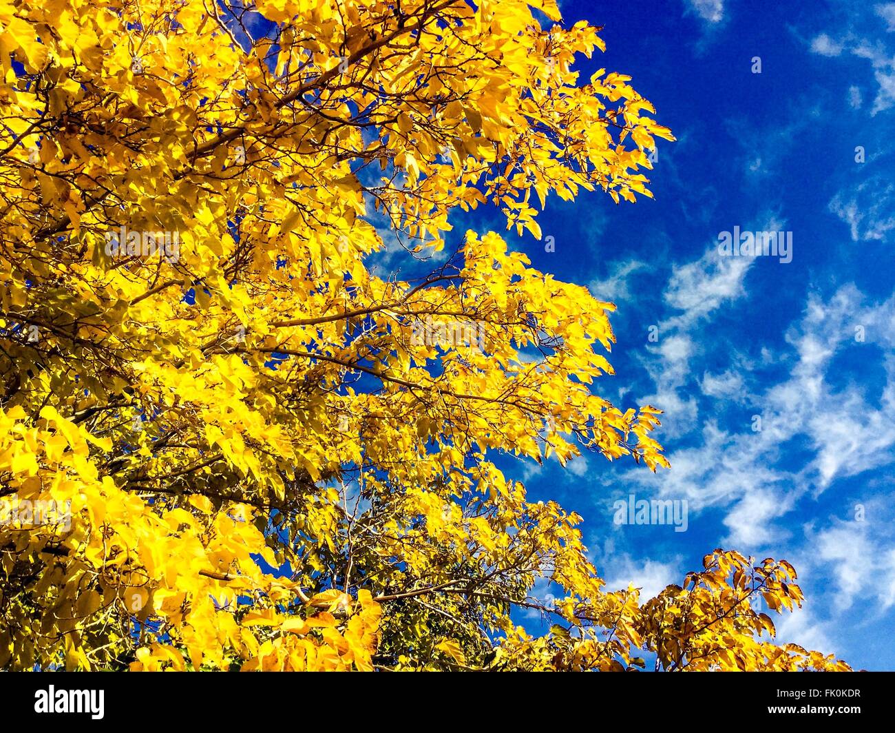 Goldgelbe Blätter im Herbst gegen einen hellen blauen Himmel. Stockfoto