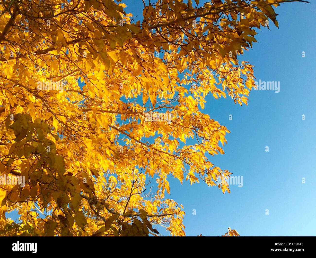 Goldgelbe Blätter im Herbst gegen ein strahlend blauer Himmel. Stockfoto