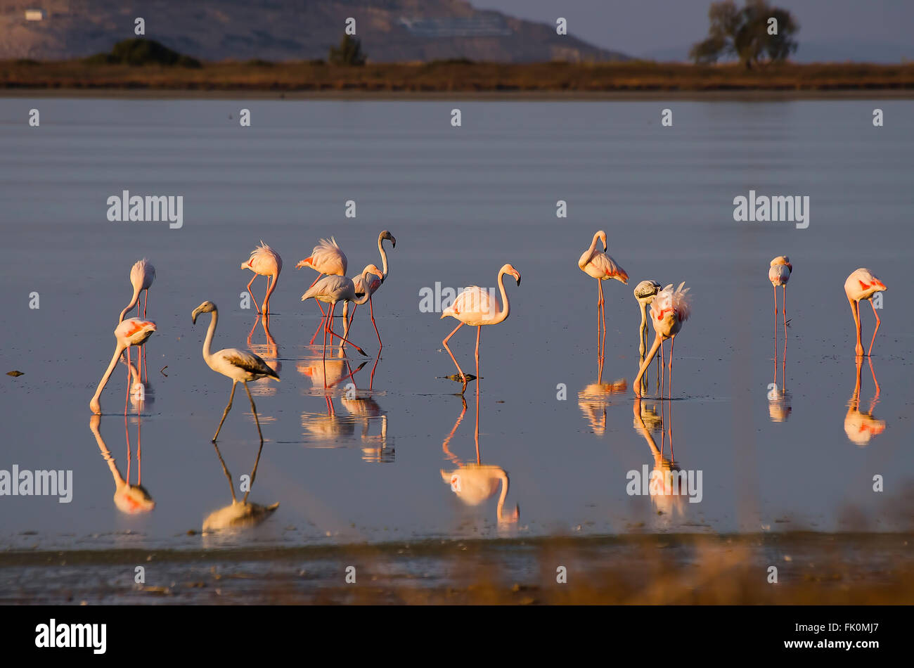 Flamingo im Sonnenuntergang Moment in Kos Insel Griechenland Stockfoto