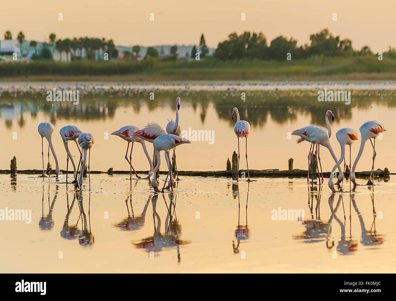 Flamingo im Salzsee bei Kos Insel Griechenland Stockfoto