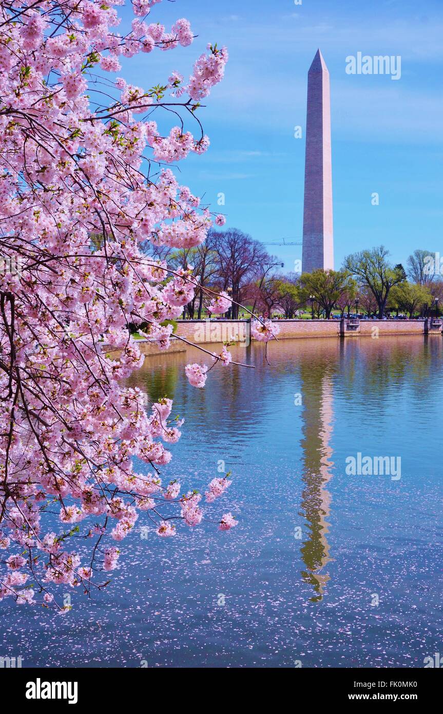 Rosa Kirschblüten (Sakura) in Washington, DC im Frühjahr Stockfoto