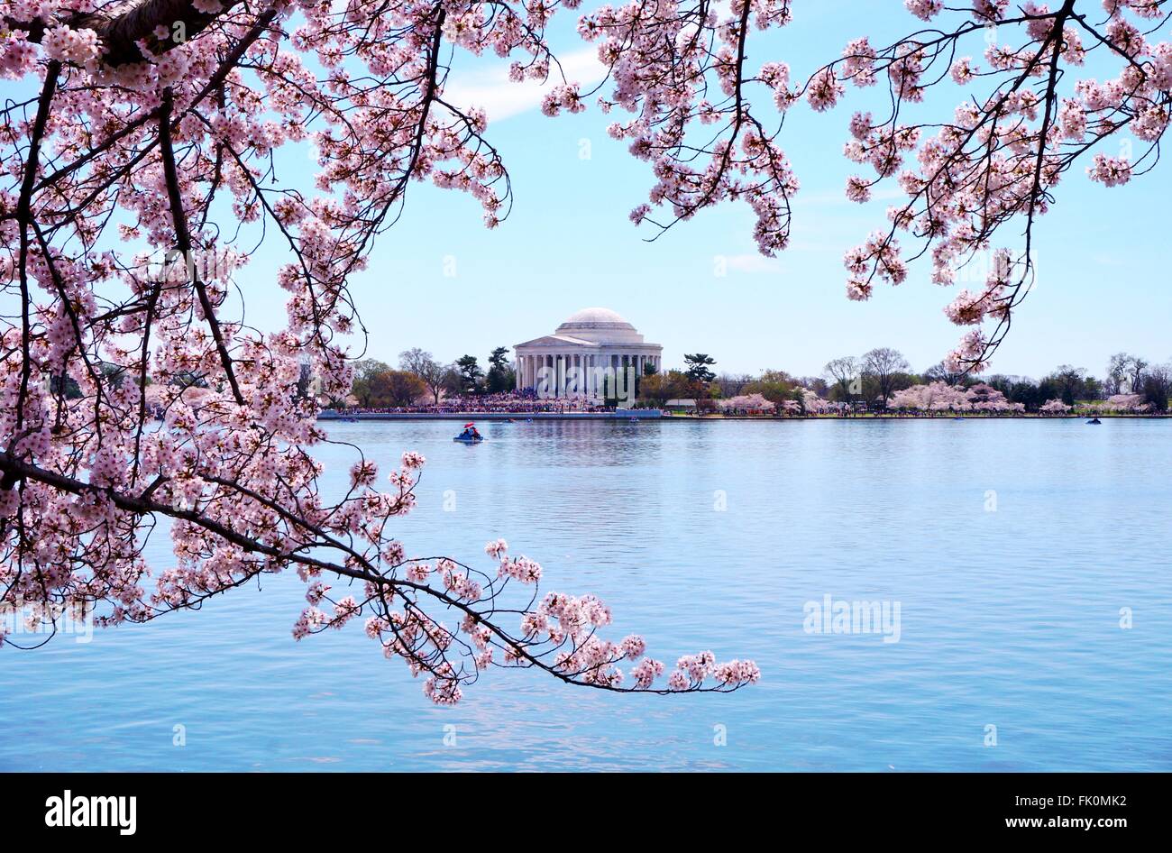 Rosa Kirschblüten (Sakura) in Washington, DC im Frühjahr Stockfoto