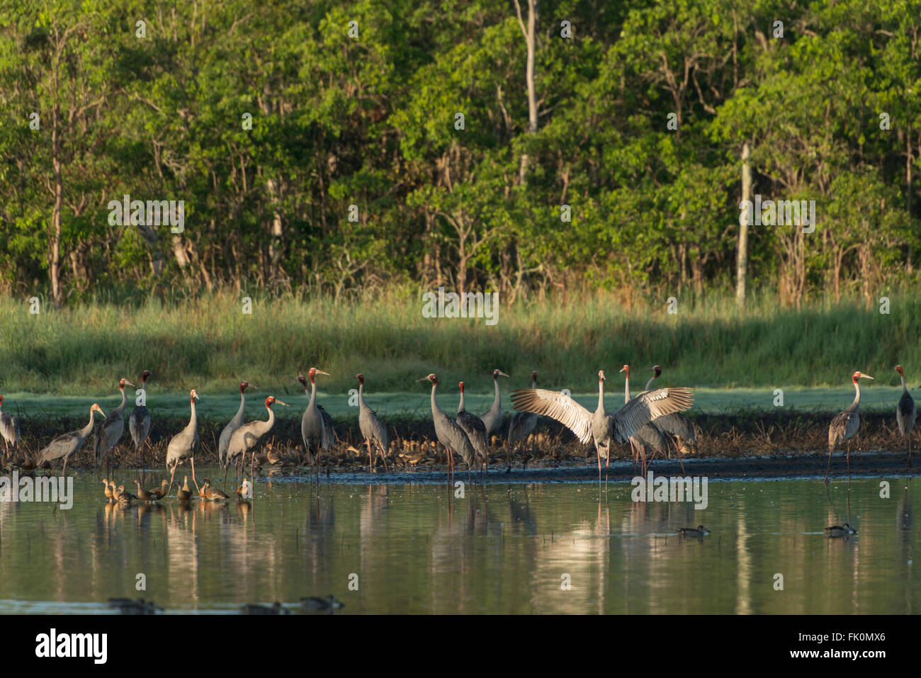 Stilicho Krane in seiner Wasserstelle mit gefiederten Pfeifen Enten am Morgen einige gelegentliche Paarung Tanz tun. Australien hat t Stockfoto