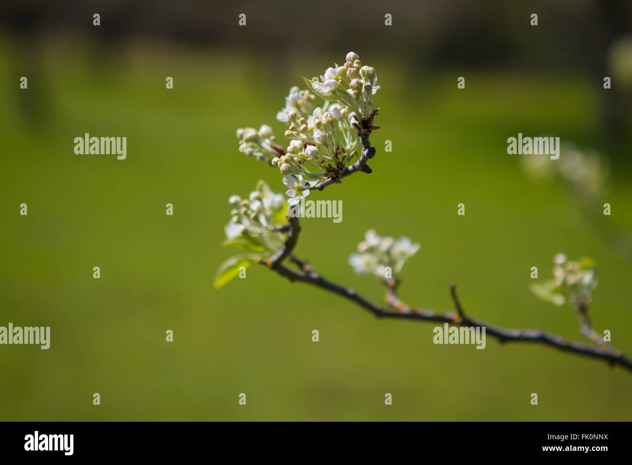 Blüte, historische Monroe Obstgarten, Marshall Gold Discovery State Historic Park, Coloma, Kalifornien Stockfoto