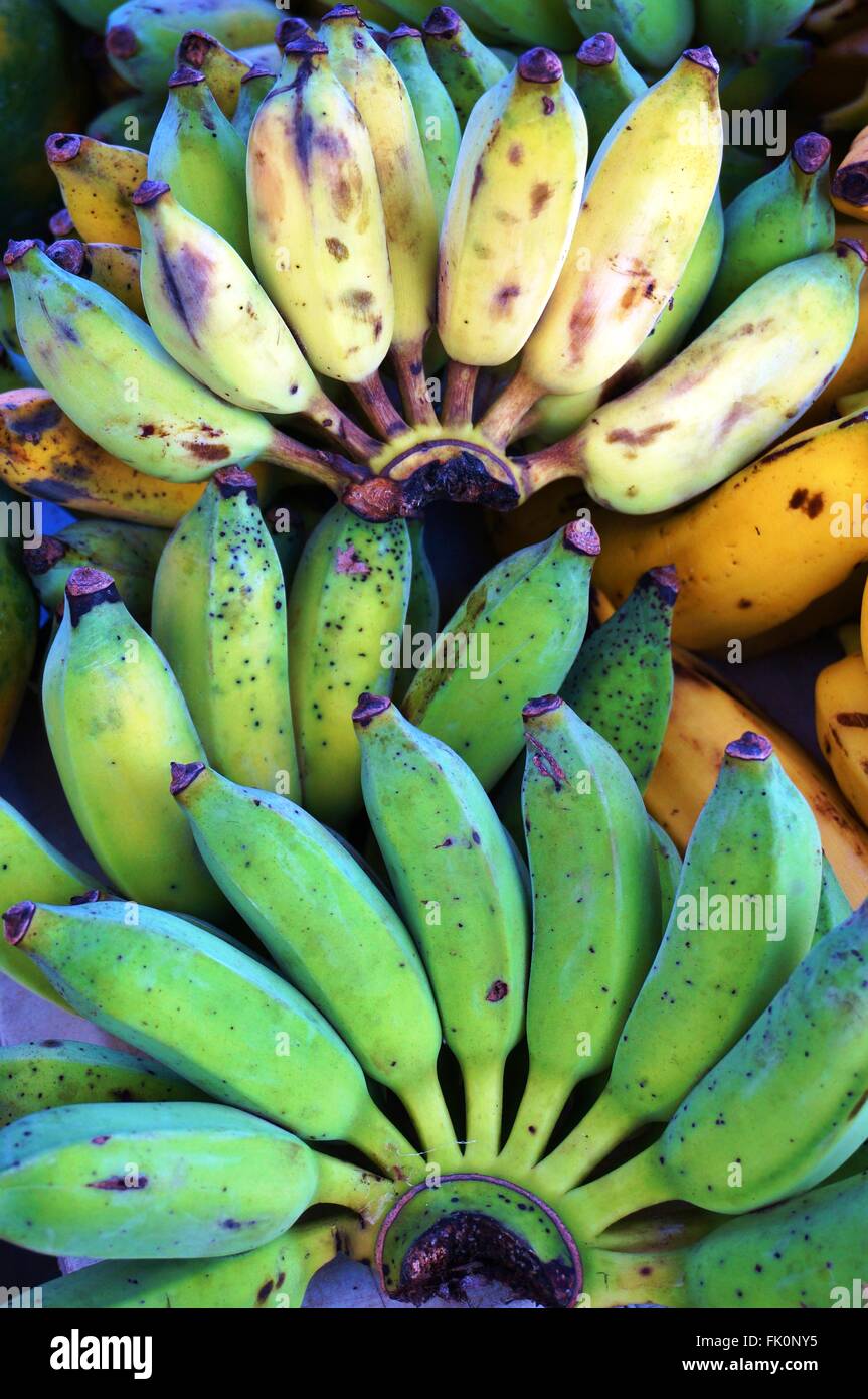 Die Trauben des grünen Mini Baby Bananen Stockfoto