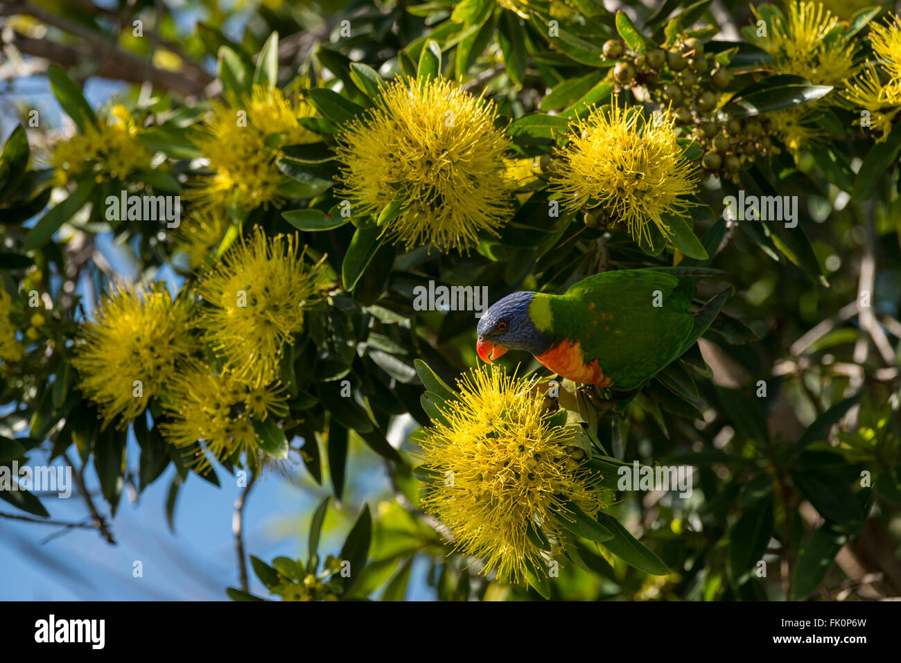 Regenbogen Lorikeet (Trichoglossus Haematodus) Essen Nektar aus goldenen Penda Blüten. Stockfoto