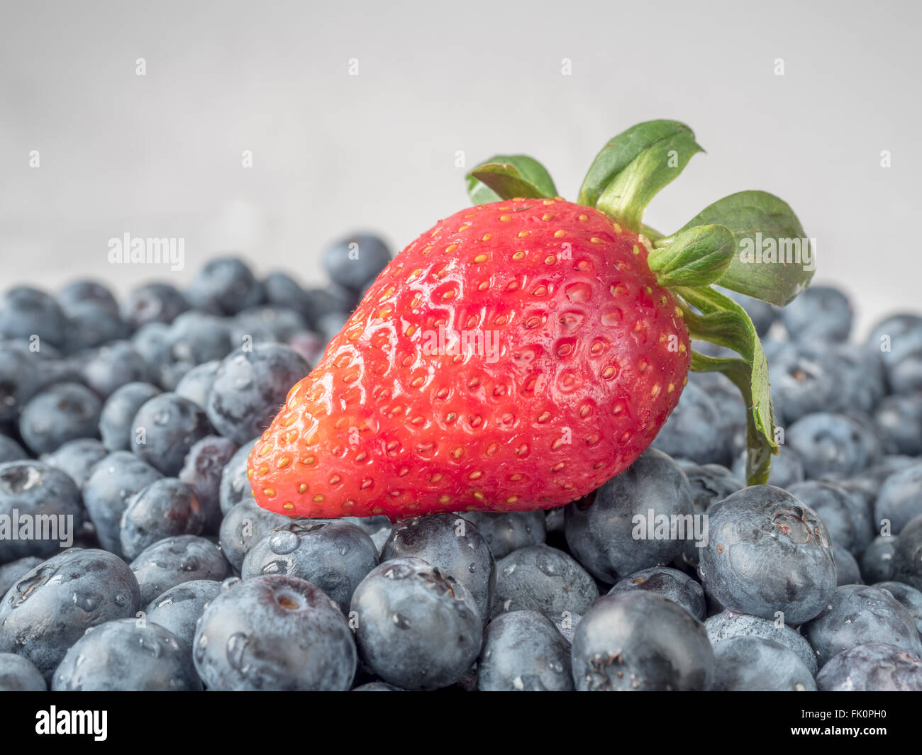 Garten Erdbeer Hybrid-Arten der Gattung Fragaria auf Blaubeeren Stockfoto