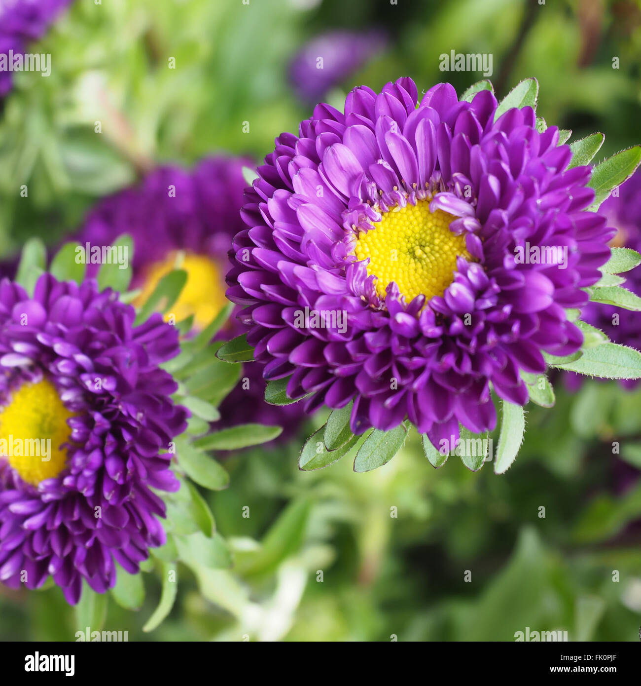 Aster Blüte lila Stockfoto