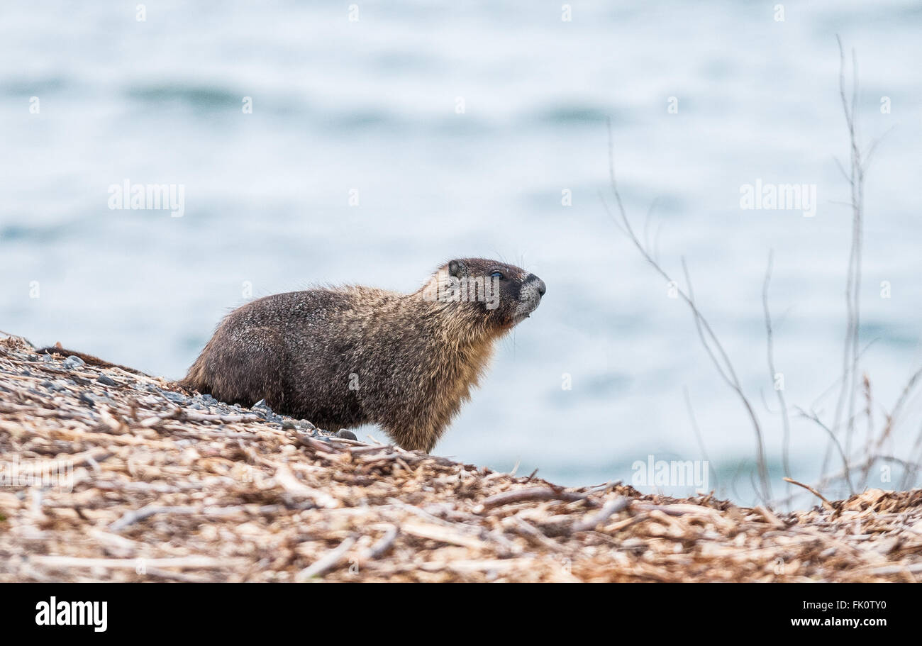 Ein Hoary Murmeltier (Marmota Caligata) an den Ufern des Moses Lake. Washington, Vereinigte Staaten von Amerika, Washington. Stockfoto