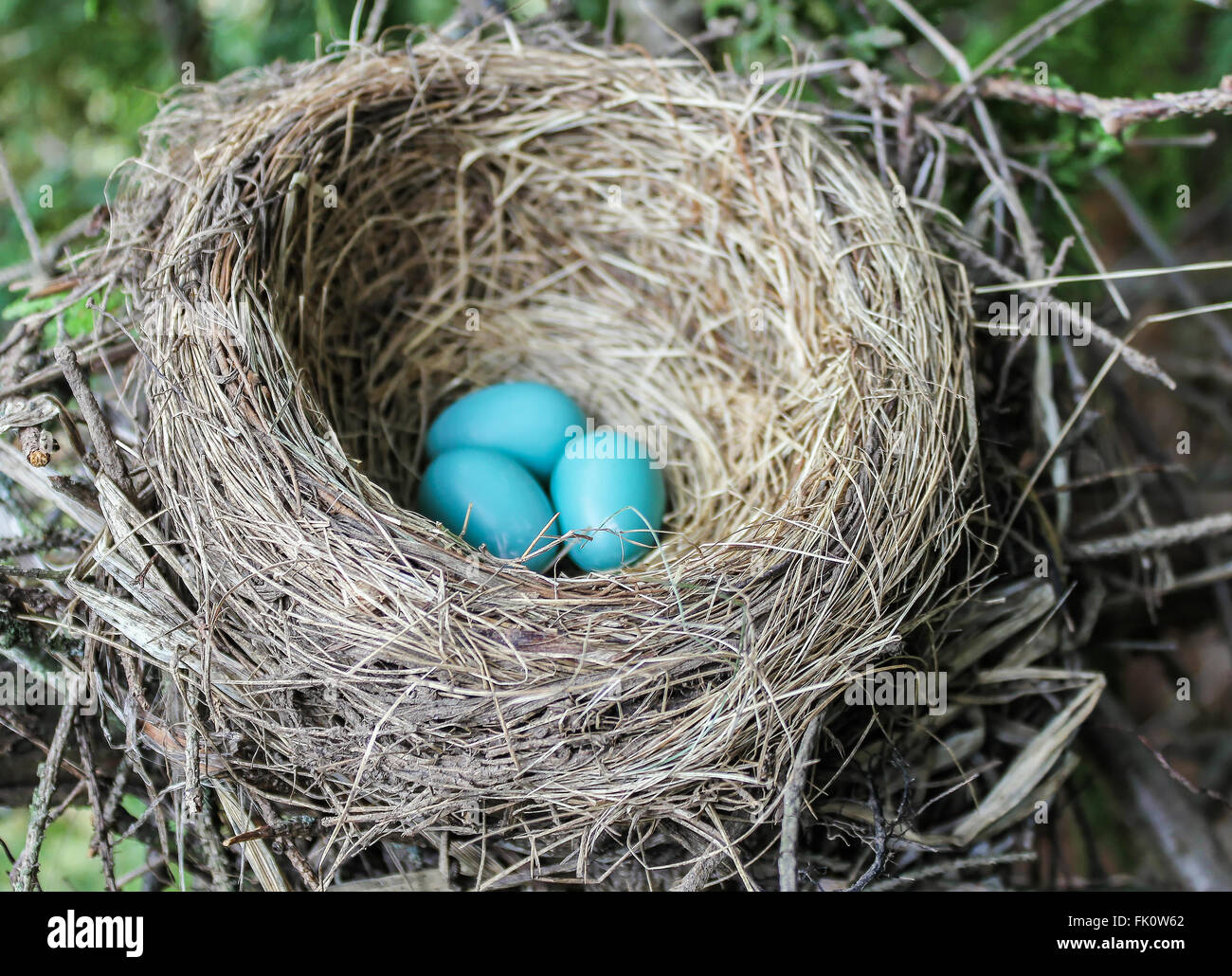 Ein Rotkehlchen Nest mit drei Eiern drin Stockfoto