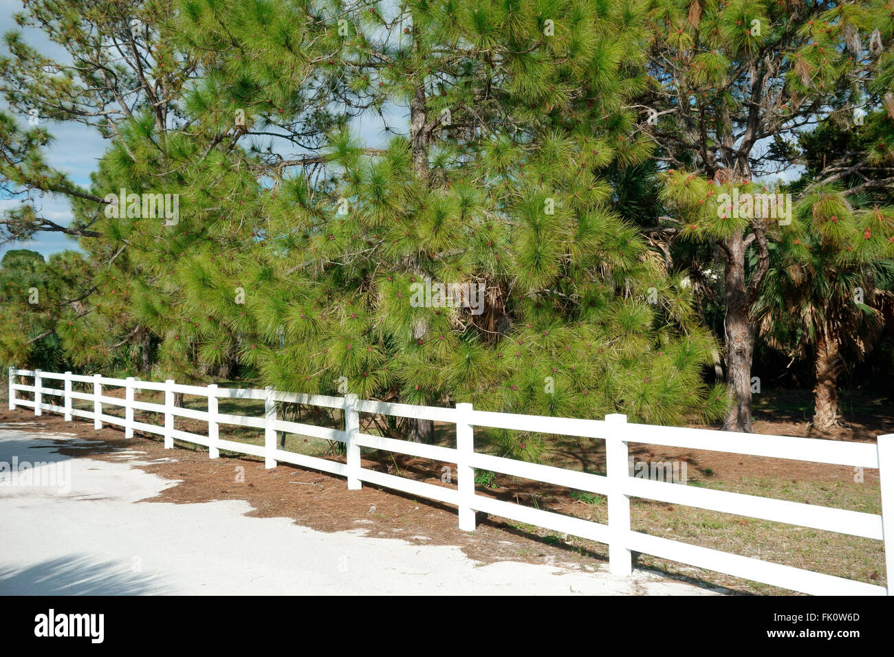 White Fence und Pinien an der Lemon Bay Park, Englewood, Florida Stockfoto