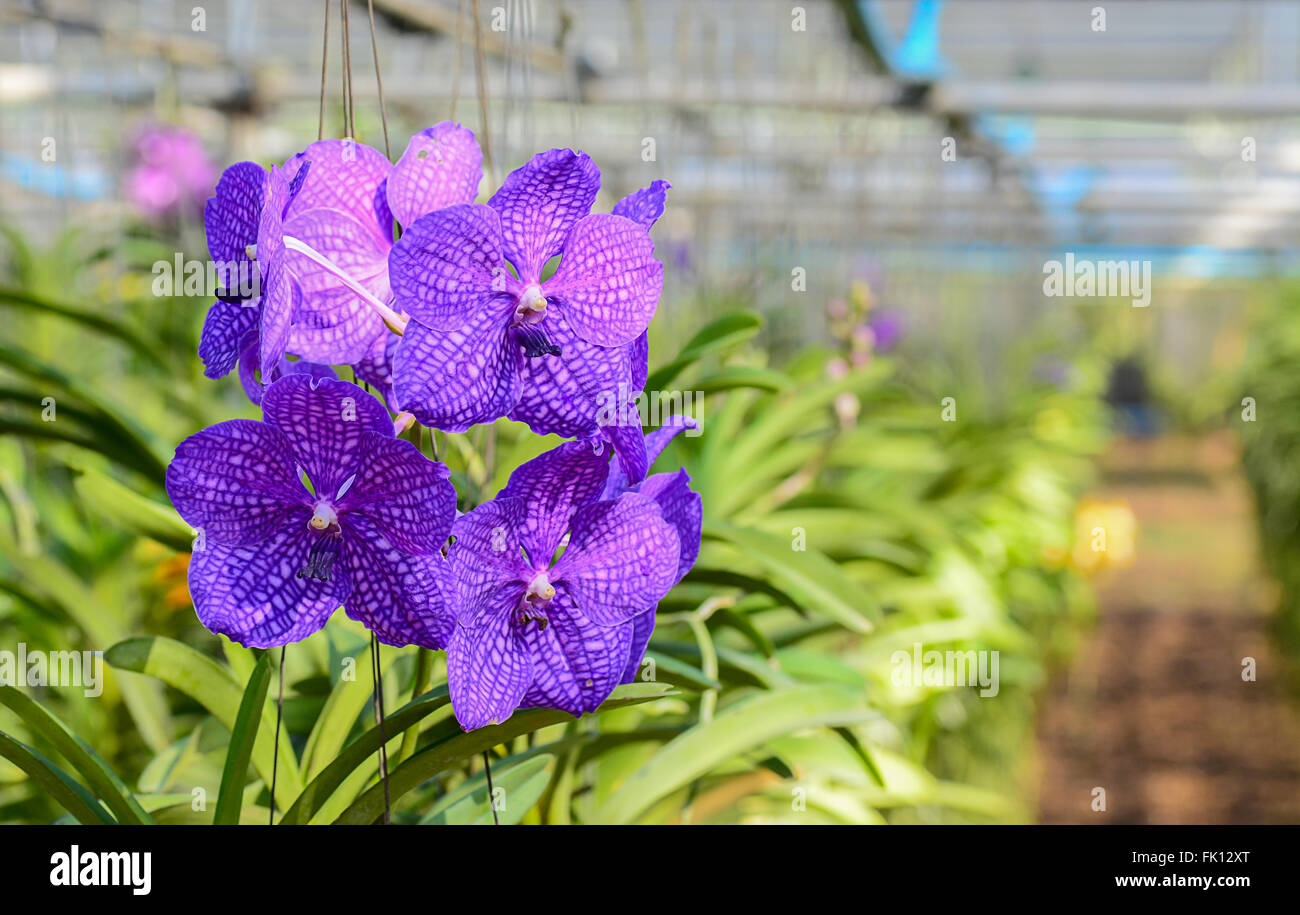 Orchidee in Gärtnerei hängen. mit weichen Filter und Unschärfe Hintergrund Stockfoto