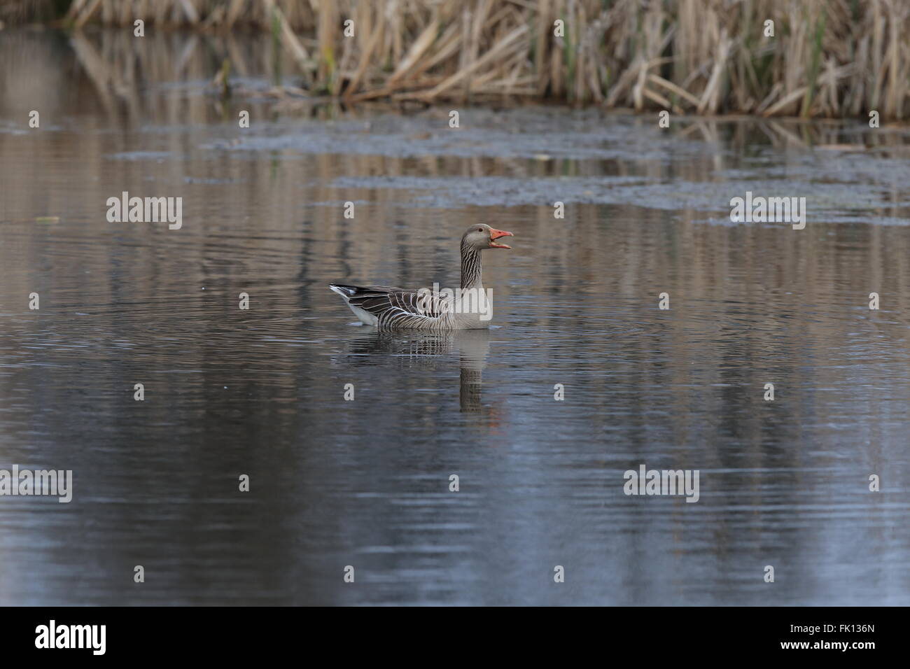 Graugans/Hongans Stockfoto