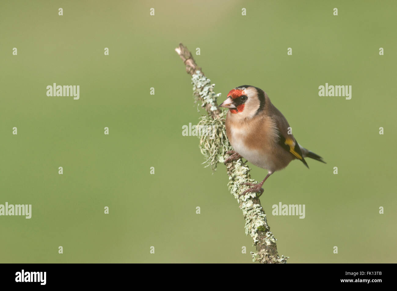 Europäische Stieglitz (Zuchtjahr Zuchtjahr) auf Flechten Zweig Stockfoto