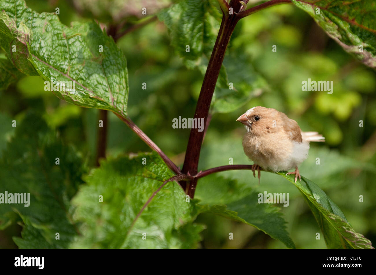 Bengalischen Finch Stockfoto