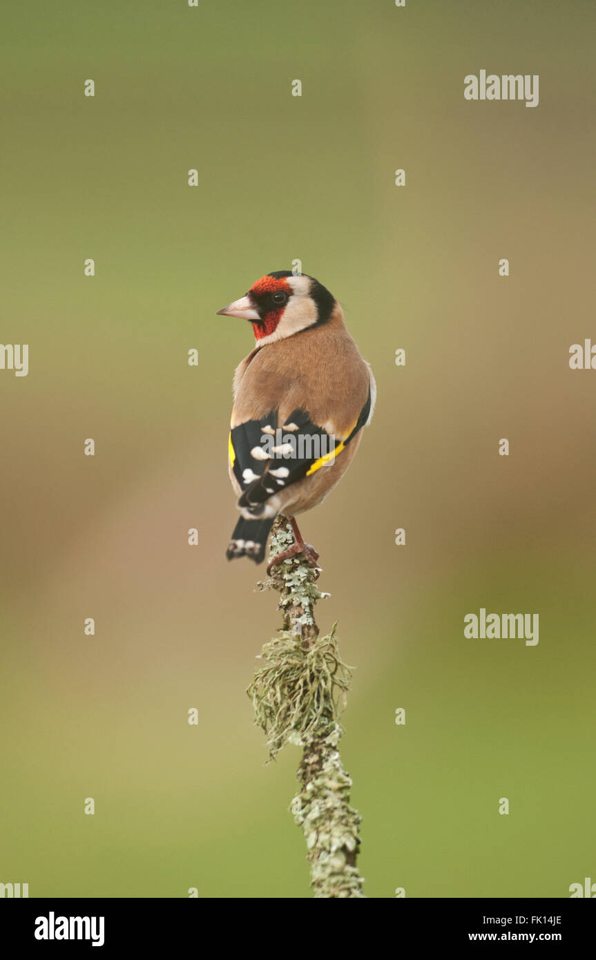 Europäische Stieglitz (Zuchtjahr Zuchtjahr) auf Flechten Zweig Stockfoto