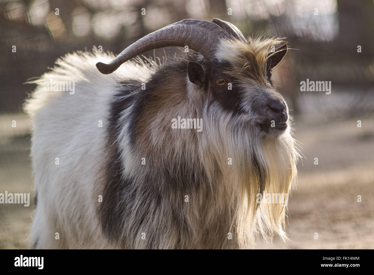 Ziege mit Hintergrundbeleuchtung Stockfoto