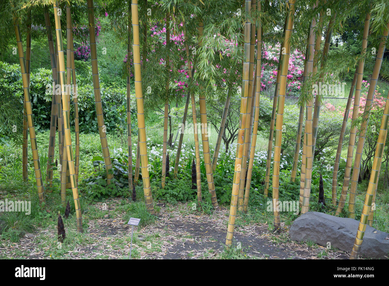 Bambussprossen in den Gärten des kaiserlichen Palastes in Tokio, Japan. Stockfoto