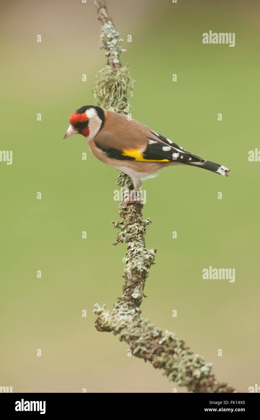 Europäische Stieglitz (Zuchtjahr Zuchtjahr) auf Flechten Zweig Stockfoto
