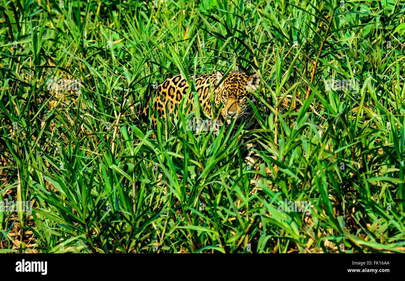 Jaguar im Unterholz lauern Stockfoto