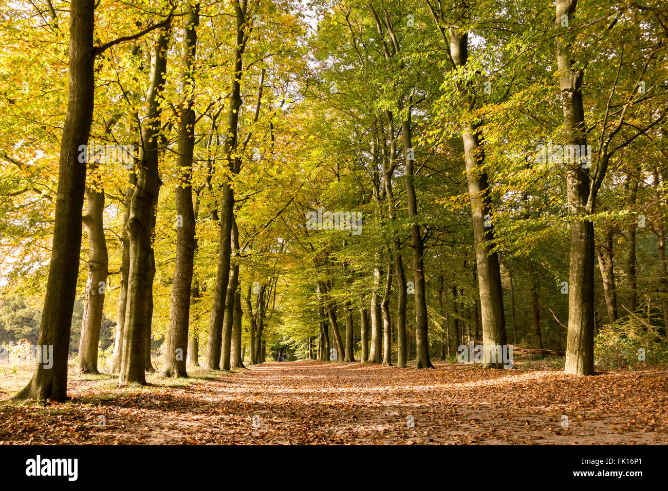 Paare, die in der Spur mit Laub und Bäume in Folge an einem sonnigen Tag im Herbst, Utrechtse Heuvelrug, Niederlande Stockfoto
