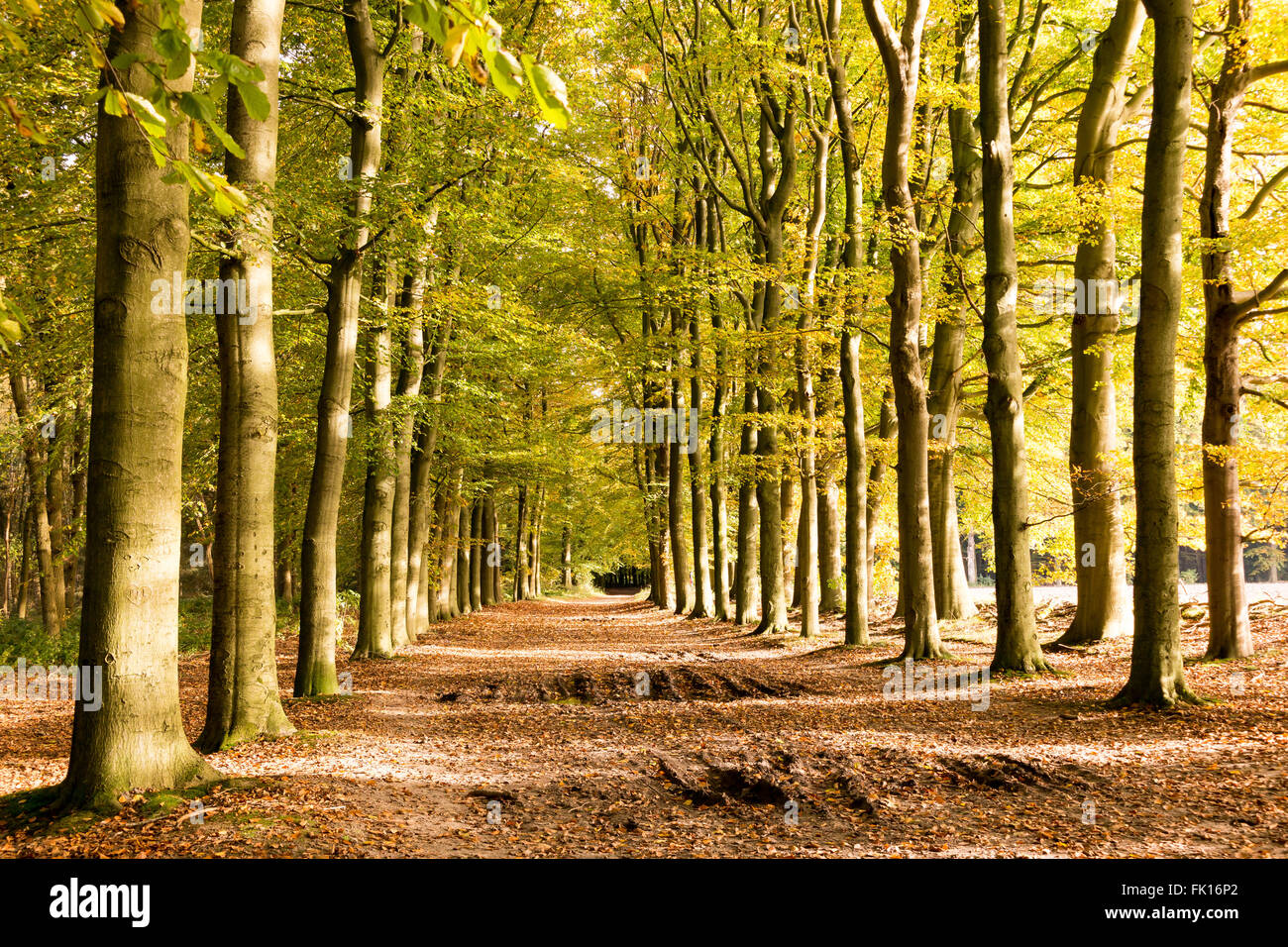Schlammigen Feldweg bedeckt mit Laub und Baumstämme an einem sonnigen Tag im Herbst, Utrechtse Heuvelrug, Niederlande Stockfoto
