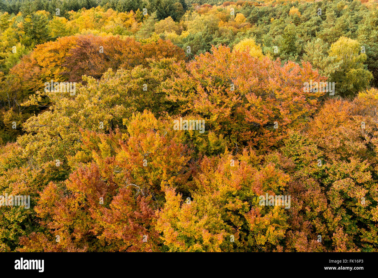 Bunte Baumwipfel von oben im Herbst in den Niederlanden Stockfoto
