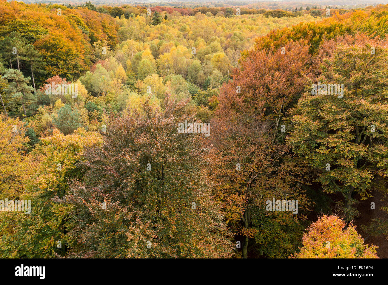 Bunte Baumwipfel von oben im Herbst in den Niederlanden Stockfoto
