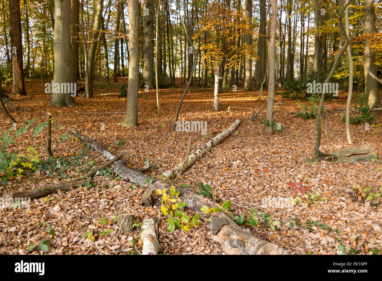 Herbst-Szene mit alten Laub und Baumstämmen in Wäldern in Baarn, Niederlande Stockfoto