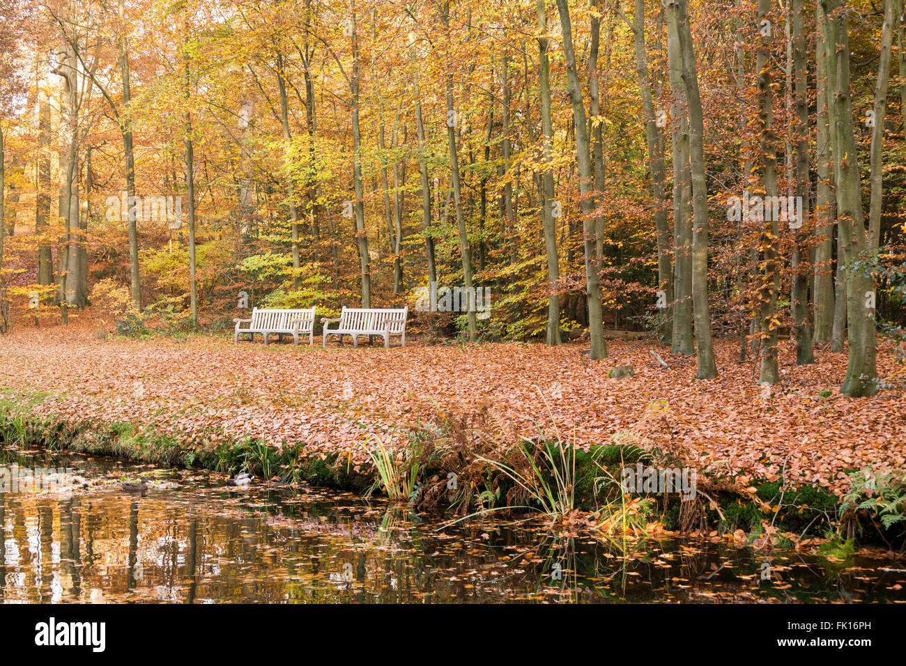 Zwei Bänke am Ufer des Teiches und Boden bedeckt mit alten Laub im Herbst in Wäldern in der Nähe von Baarn, Niederlande Stockfoto