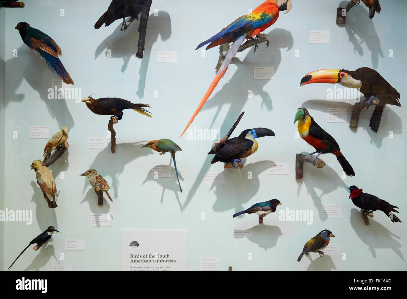 Natural History Museum gefüllt südamerikanischen Regenwald Vögel Sammlung in London Stockfoto