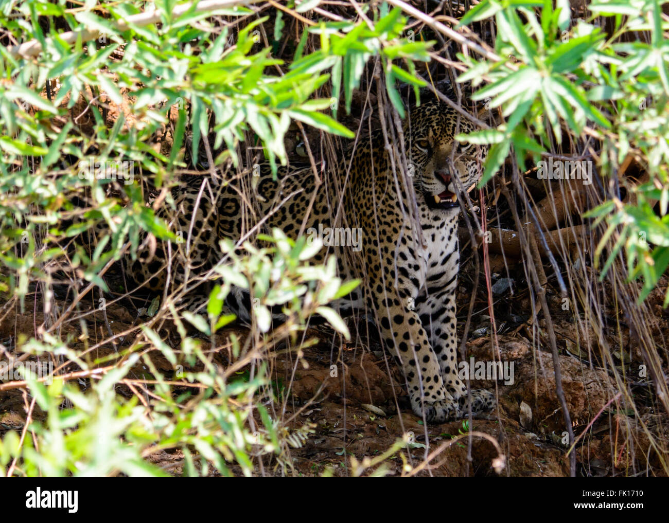 Jaguar peering aus dem Unterholz Stockfoto