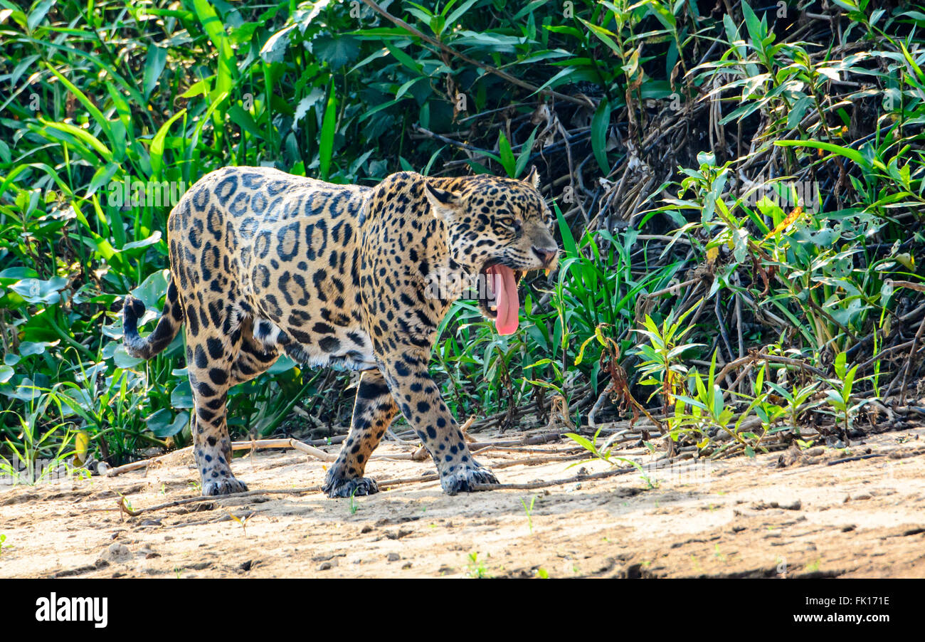 heiß und verschwitzt Jaguar in der Hitze Stockfoto
