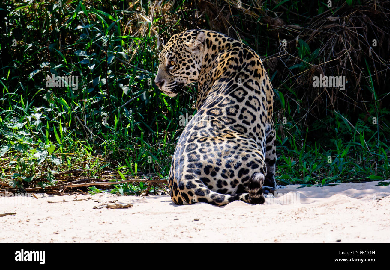 Nervös Jaguar am Strand Stockfoto
