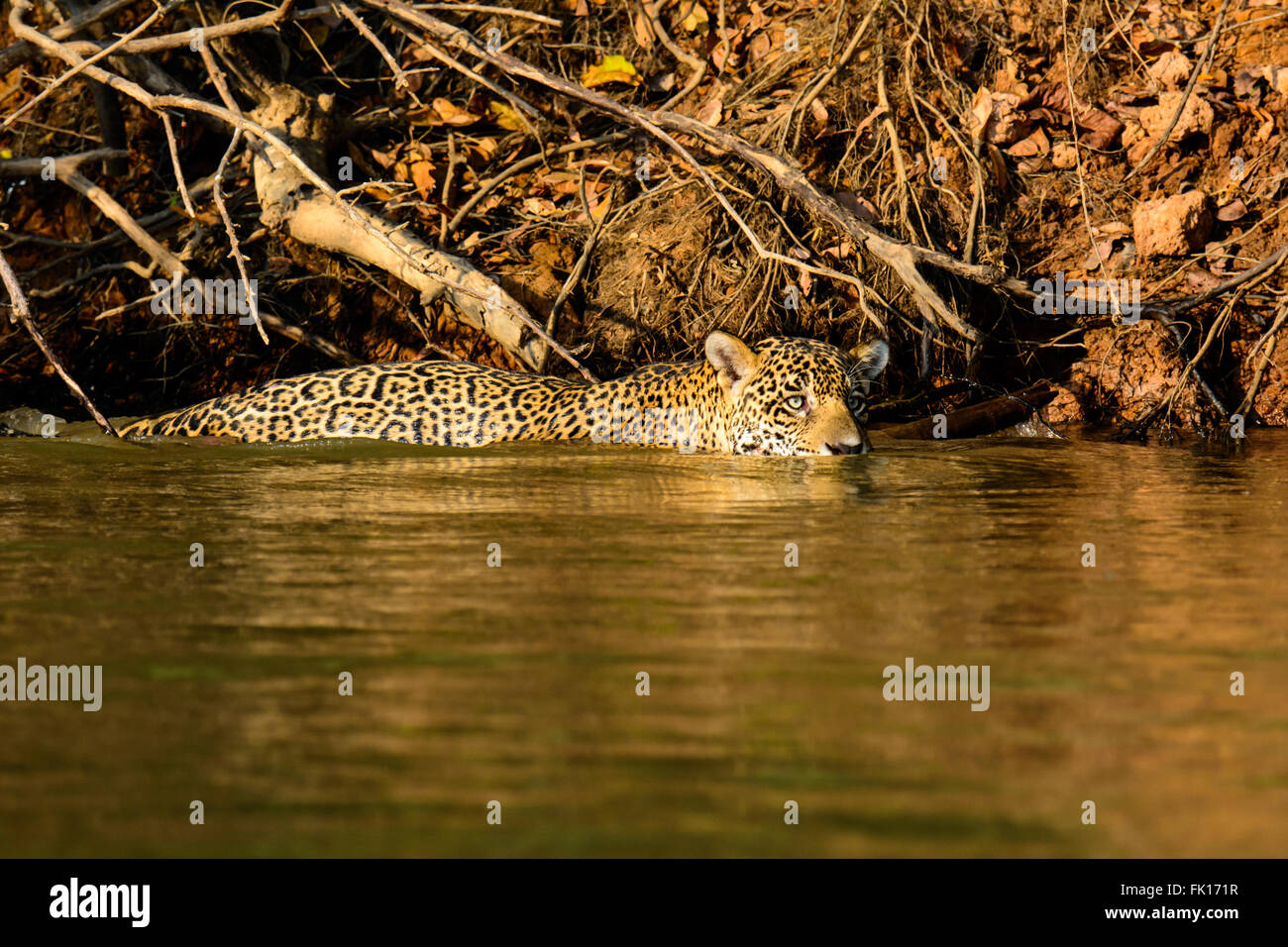 Jaguar, Schwimmen im Fluss Cuiaba Stockfoto