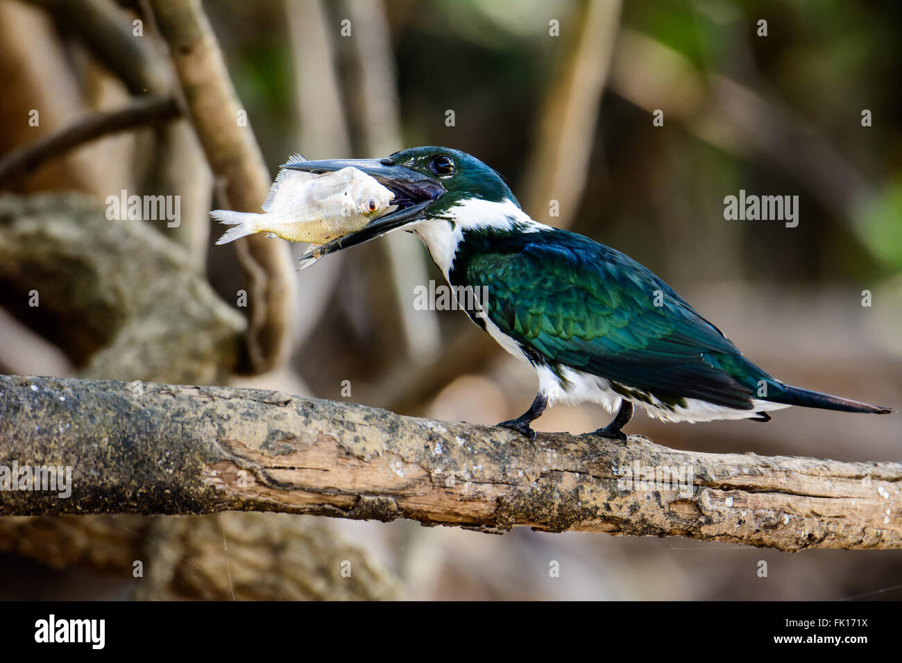 Grün-Kingfisher einen großen Fisch zu essen Stockfoto