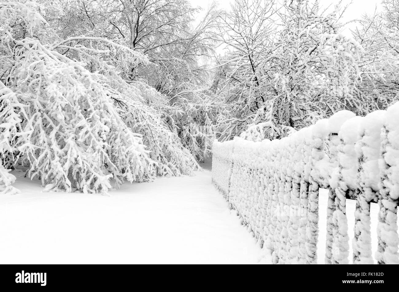 Winter mit Schnee auf den Bäumen nach Sturm Stockfoto