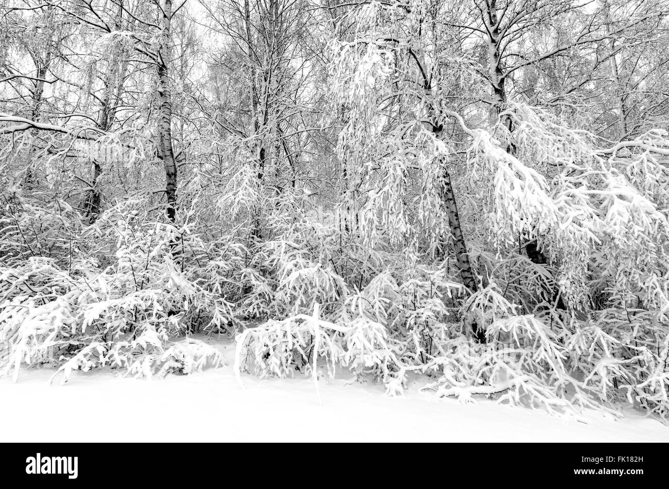 Winter mit Schnee auf den Bäumen nach Sturm Stockfoto