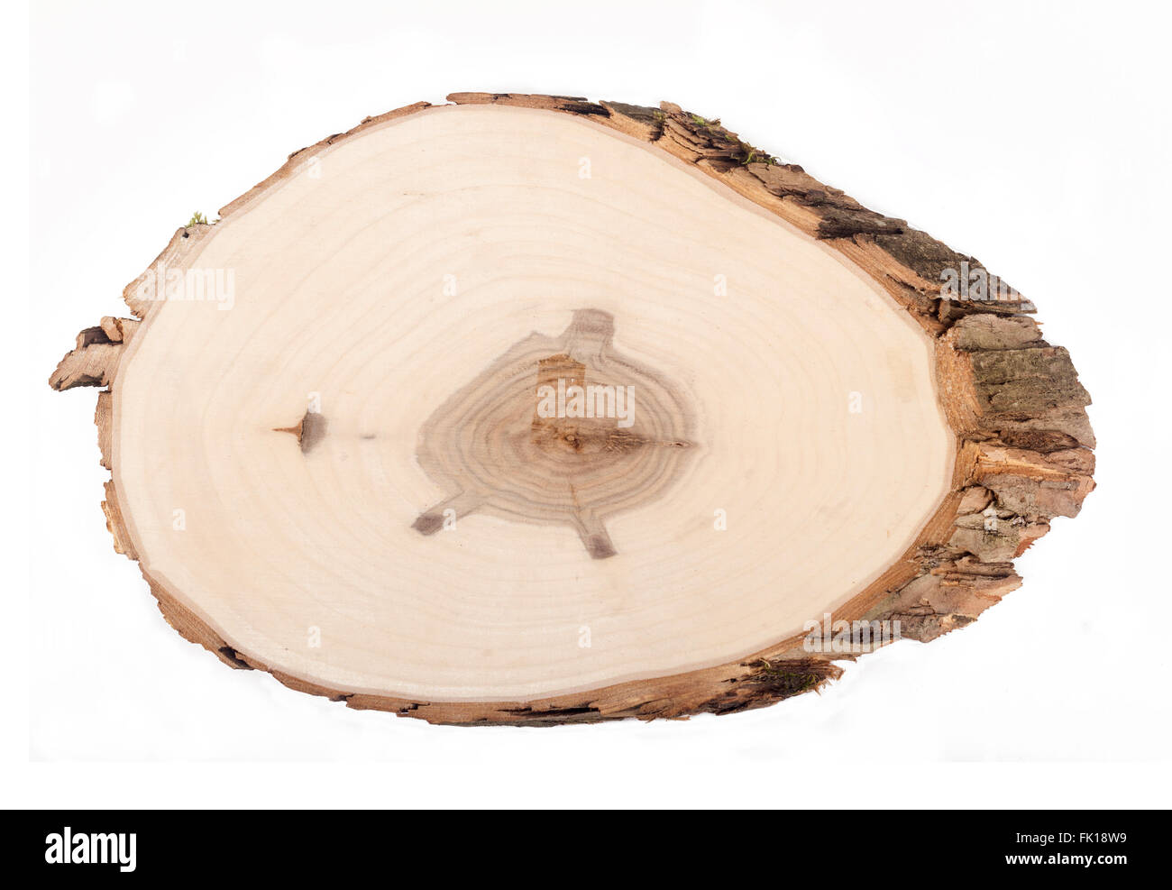Holz-Abschnitt von einem Baum isoliert auf weißem Hintergrund Stockfoto