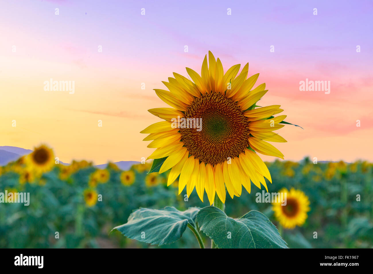 Sonnenblumen feld Fotos und Bildmaterial in hoher Auflösung Alamy