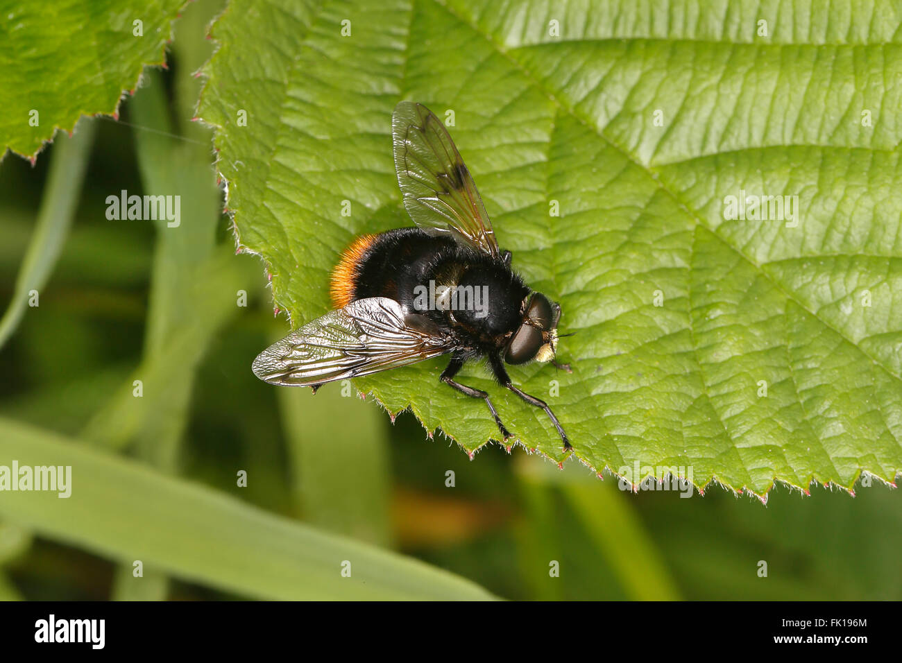 Schwebfliege (Volucella Bombylans) ein Biene Mimic ruht auf Blatt auf Wiese Cheshire UK Juni 57780 Stockfoto