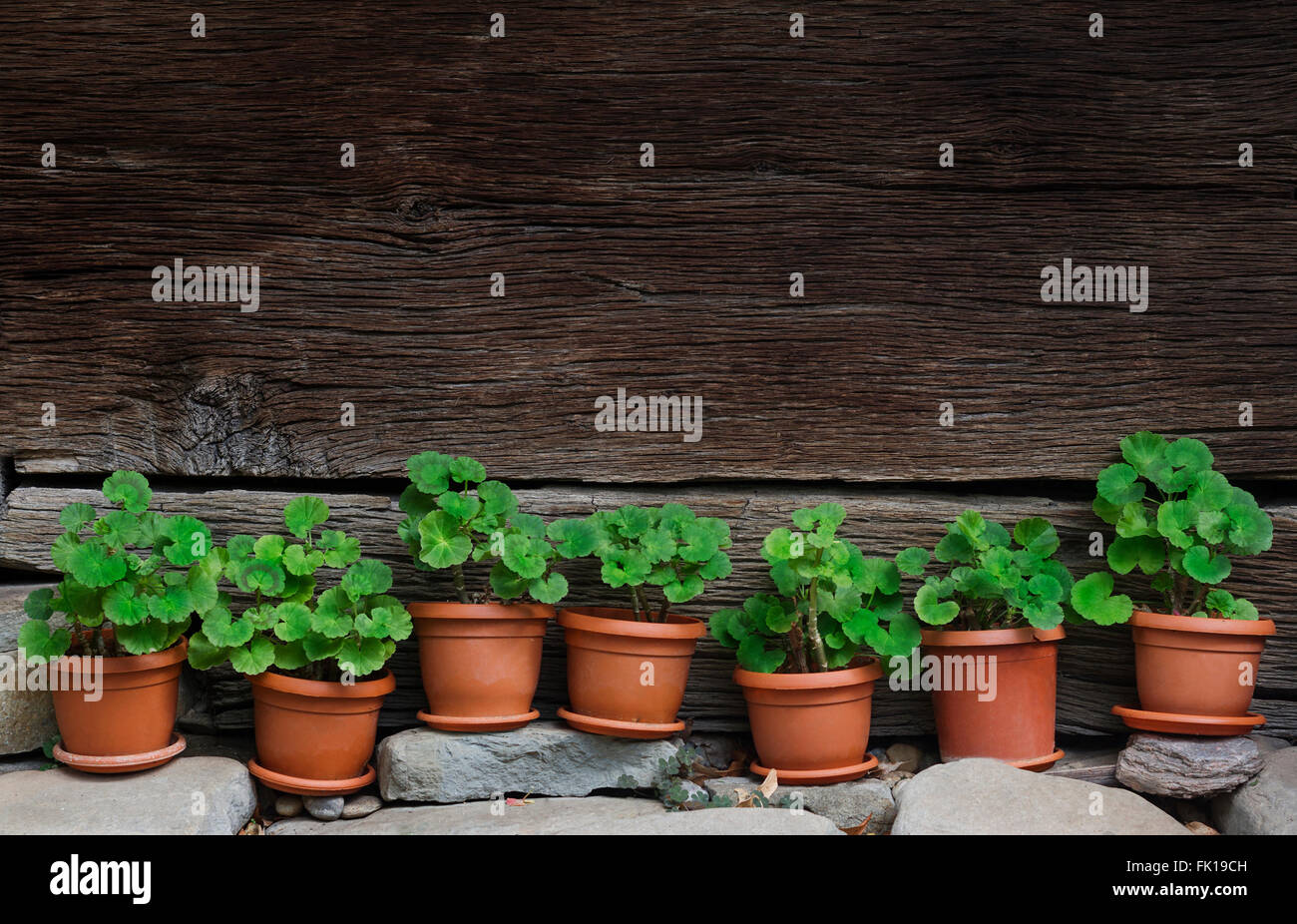 horizontale Vorderansicht der sieben Vasen mit grünen Pflanzen stehen auf Felsen mit einer Holzwand eines Hauses im Hintergrund Stockfoto