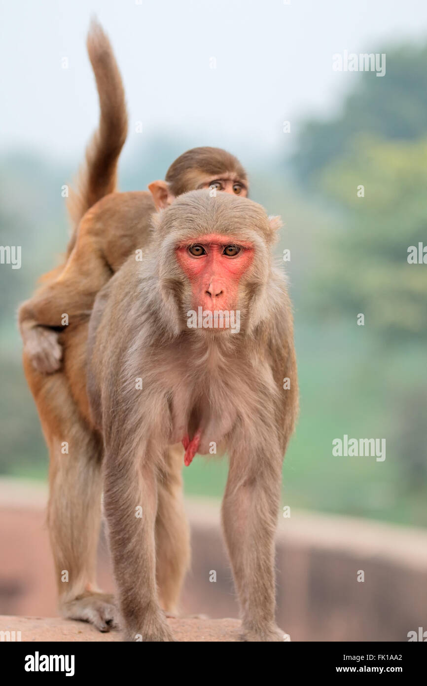 Rhesus-Makaken (Macaca Mulatta) an den Wänden der Agra Fort, Indien Stockfoto