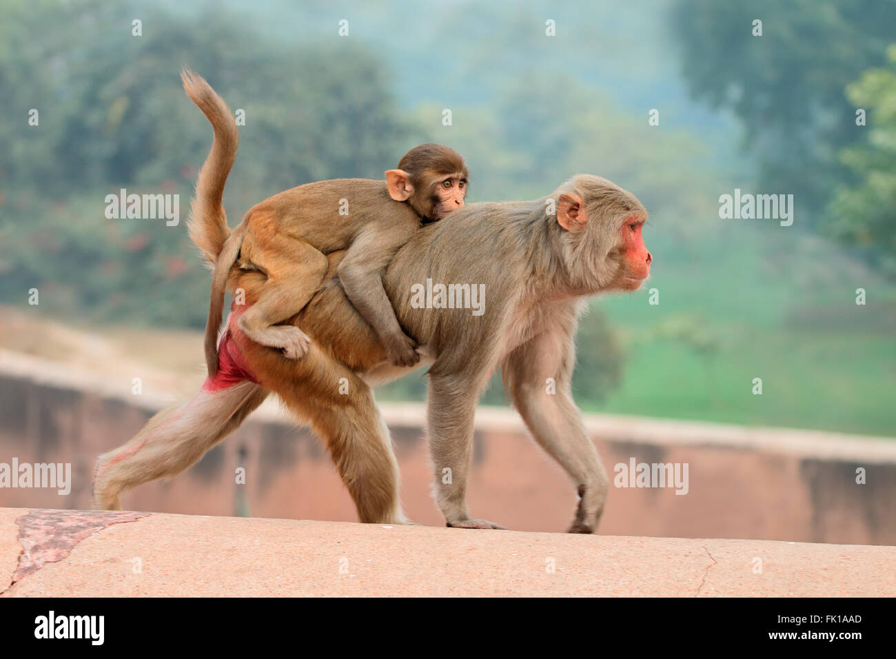 Rhesus-Makaken (Macaca Mulatta) an den Wänden der Agra Fort, Indien Stockfoto