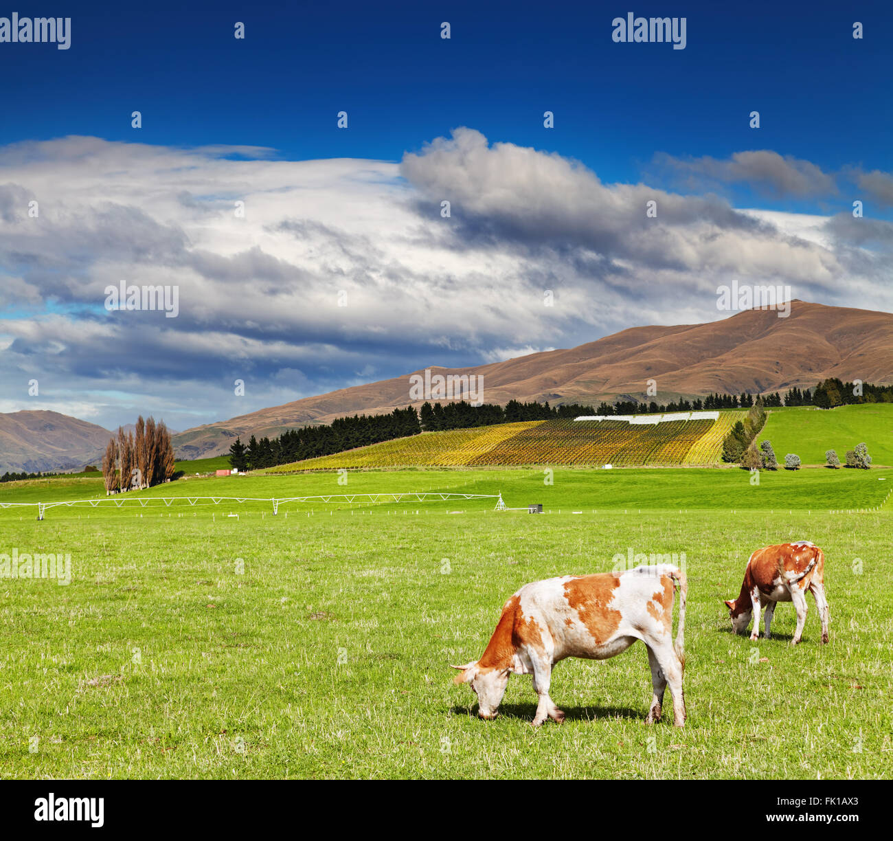 Berglandschaft mit grasenden Kühen Stockfoto