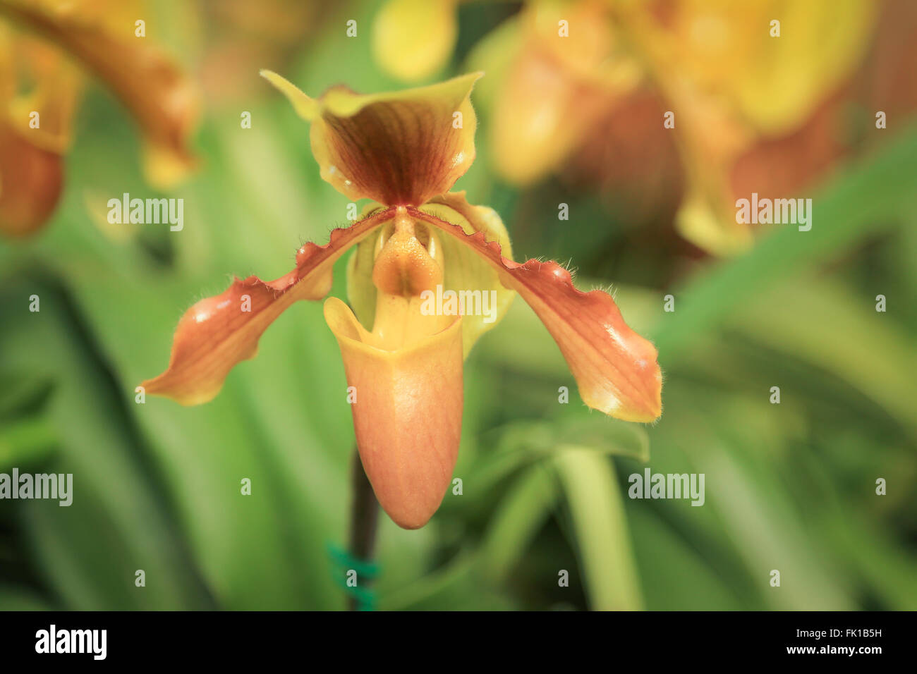 Enger Fokus auf eine gelbe Nepanthes oder tropischen Kannenpflanzen in Unschärfe Hintergrund Stockfoto