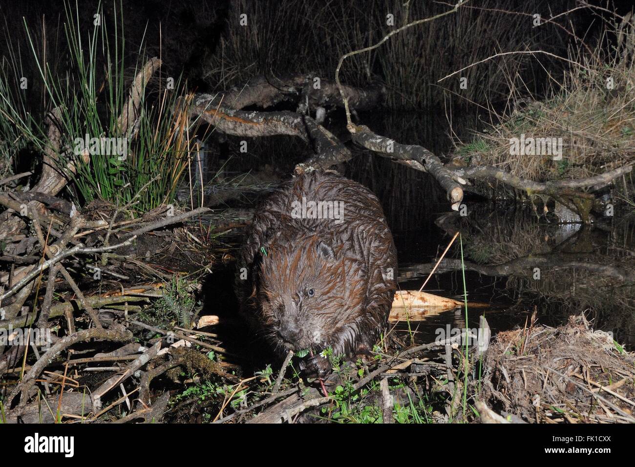 Eurasische Biber (Castor Fiber) Weiden Vegetation wachsen auf das Muttertier in einem großen Wald in der Nacht, Devon, UK Stockfoto